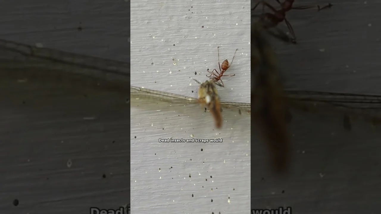 Published Why+ episode thumbnail showing the question of a world without ants